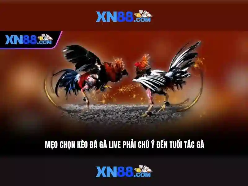 Khám phá các thành phần của xn88 Khám phá các thành phần của xn88