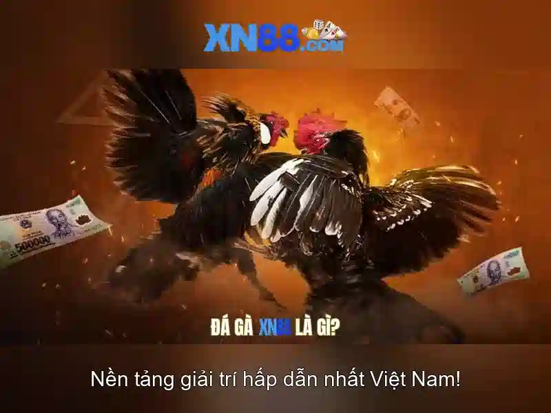 Hỗ trợ khách hàng và giao diện