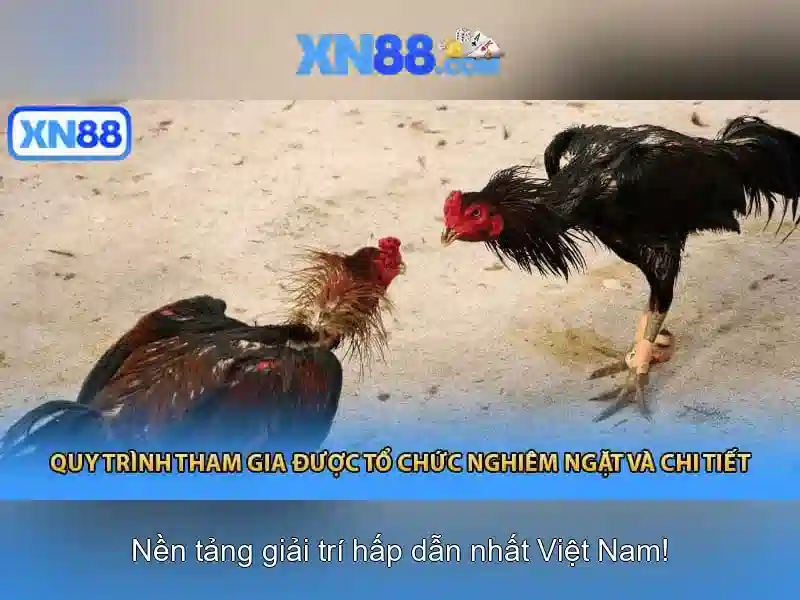 Tại sao người chơi chọn XN88