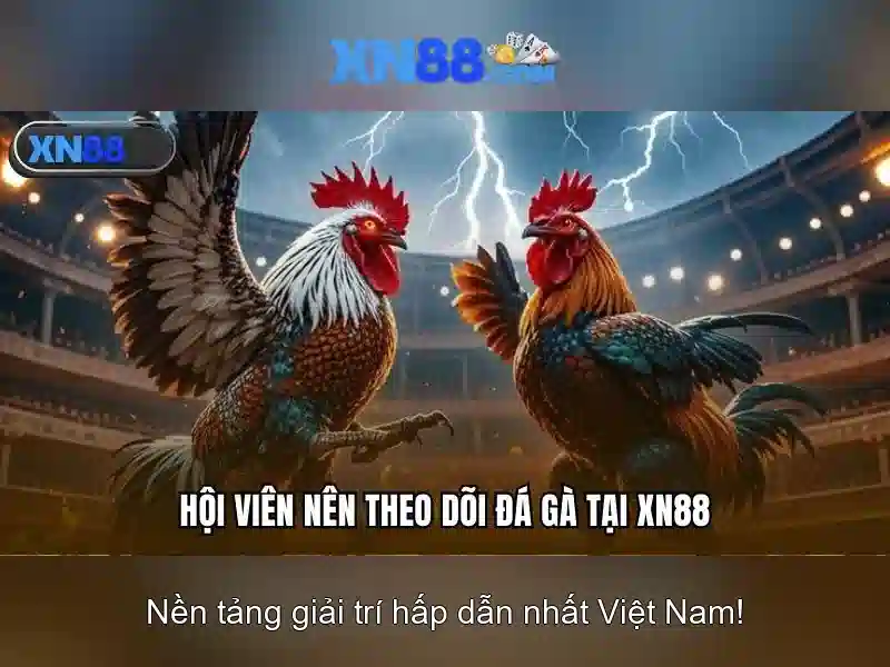 Khám phá xn88: Nền tảng trò chơi và cược trực tuyến Go88
