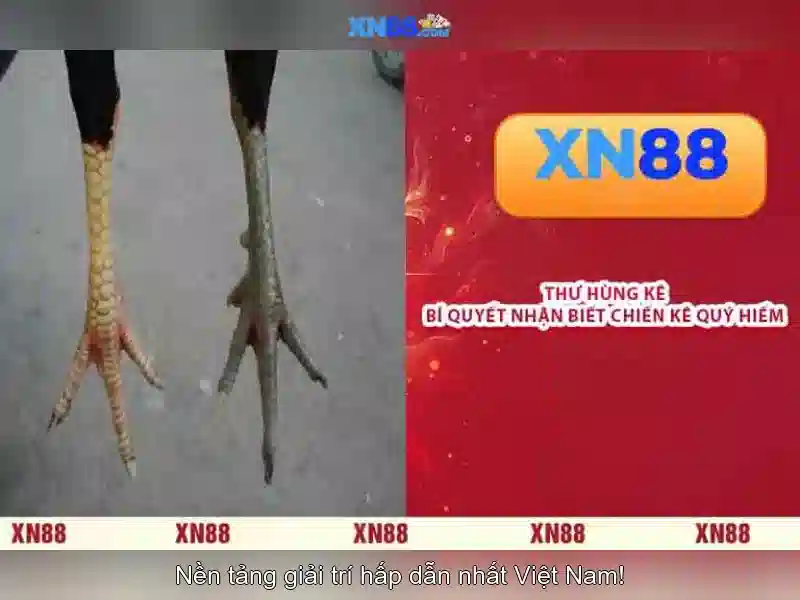 Tổng quan về xn88 Go88